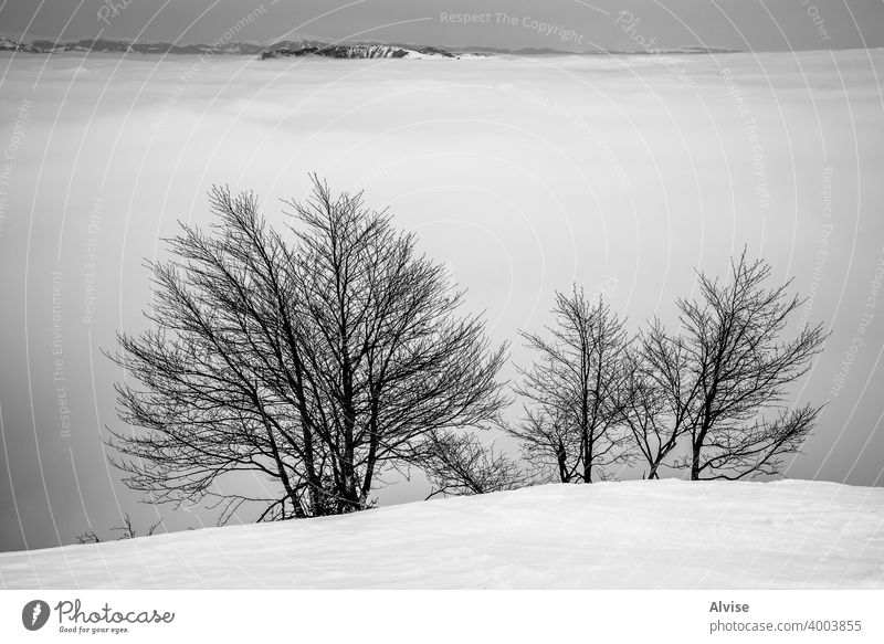 snow trees and alpine peaks winter nature sunrise horizon landscape cloud mountain sky rock hill tourism high scenery sunset outdoor beautiful morning alps