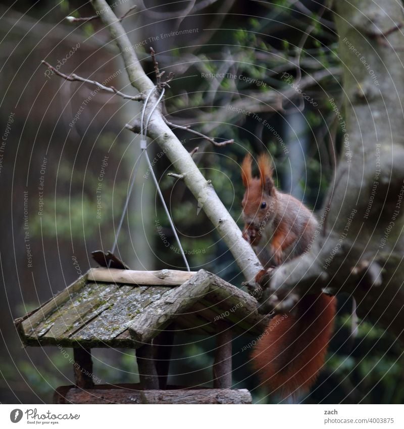 breakfast Squirrel Animal Nature Cute Wild animal Rodent Tree Feed Birdhouse Feeding feeding Garden Forest