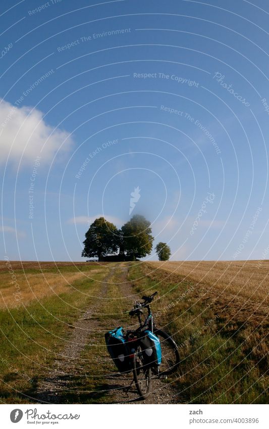 King stage Lanes & trails cycle path off Street Right ahead Direct Tree Blue sky Summer Cornfield Nature Clouds in the sky Sky Wheatfield Yellow Grain field