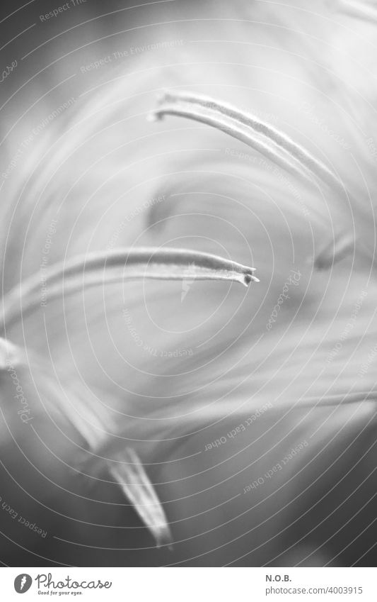 Black and white close up of a plant Plant Close-up Shallow depth of field Black & white photo black-and-white kalanchoedelagoensis Abstract Deserted