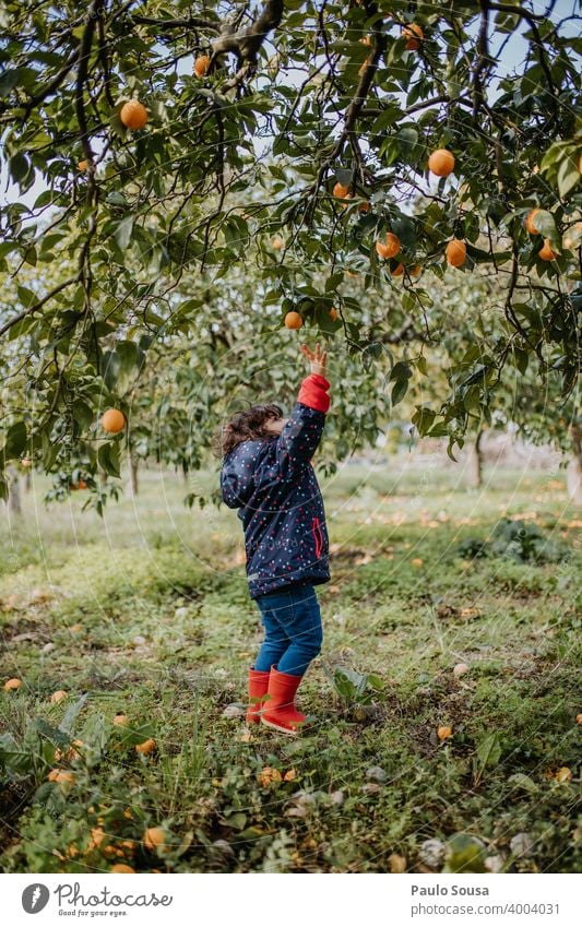 Little girl picking oranges 2-3 years authentic caucasian child childhood family life lifestyle natural nature Orange Fruit Organic produce Organic farming