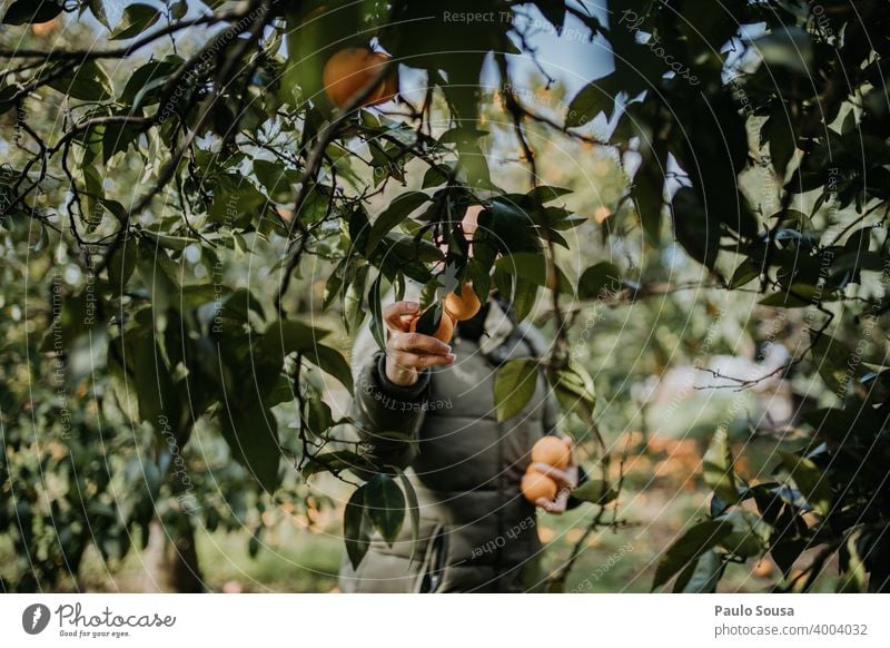 Woman picking oranges Unrecognizable Orange Orange tree Fruit Organic produce Organic farming Healthy Eating Nature Vegetarian diet Colour photo Vitamin