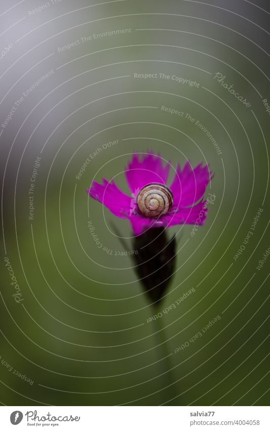 Nature composition | snail and flower Blossom Crumpet pink carnation Plant Snail shell Colour photo Protection tranquillity harmony Carthusian carnation