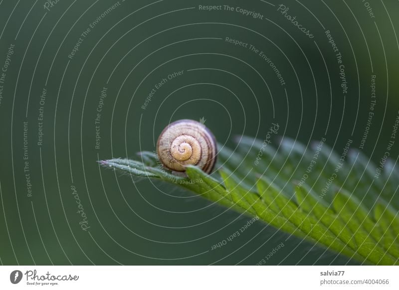 natural forms Forms and structures Nature Structures and shapes Leaf Snail shell Round Spiral serrated Contrast Green Point Small Macro (Extreme close-up)