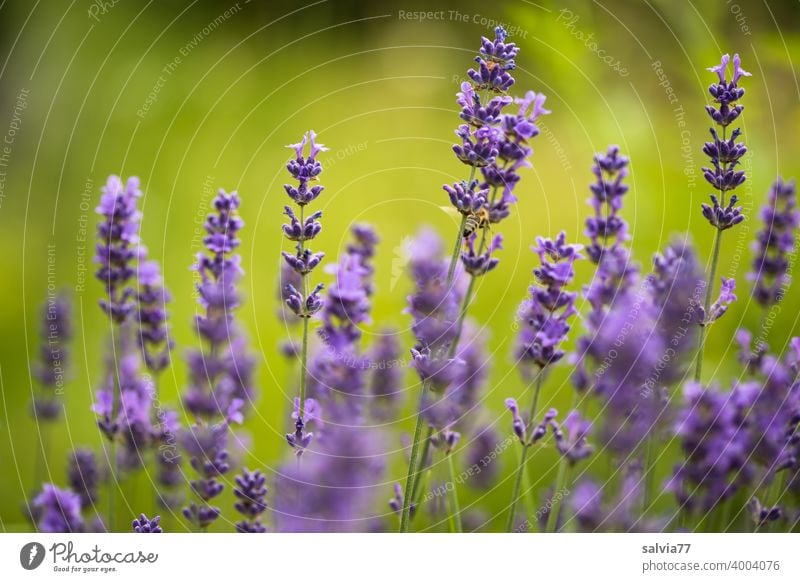 LavenderFragrance Summer Plant Nature Violet Flower Blossom Blossoming Medicinal plant Garden naturally Deserted Garden plants Shallow depth of field