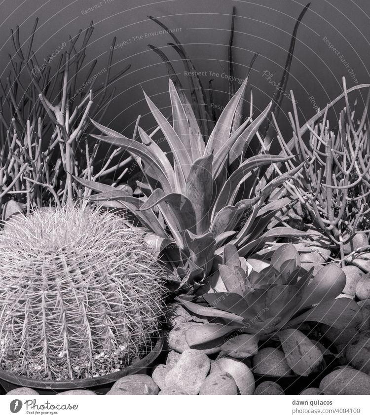 A garden of various cactus plants amid rocks and pebbles Cactus cacti black and white B&W Close-up desert plant succulent Succulent plants stones Nature Pebble