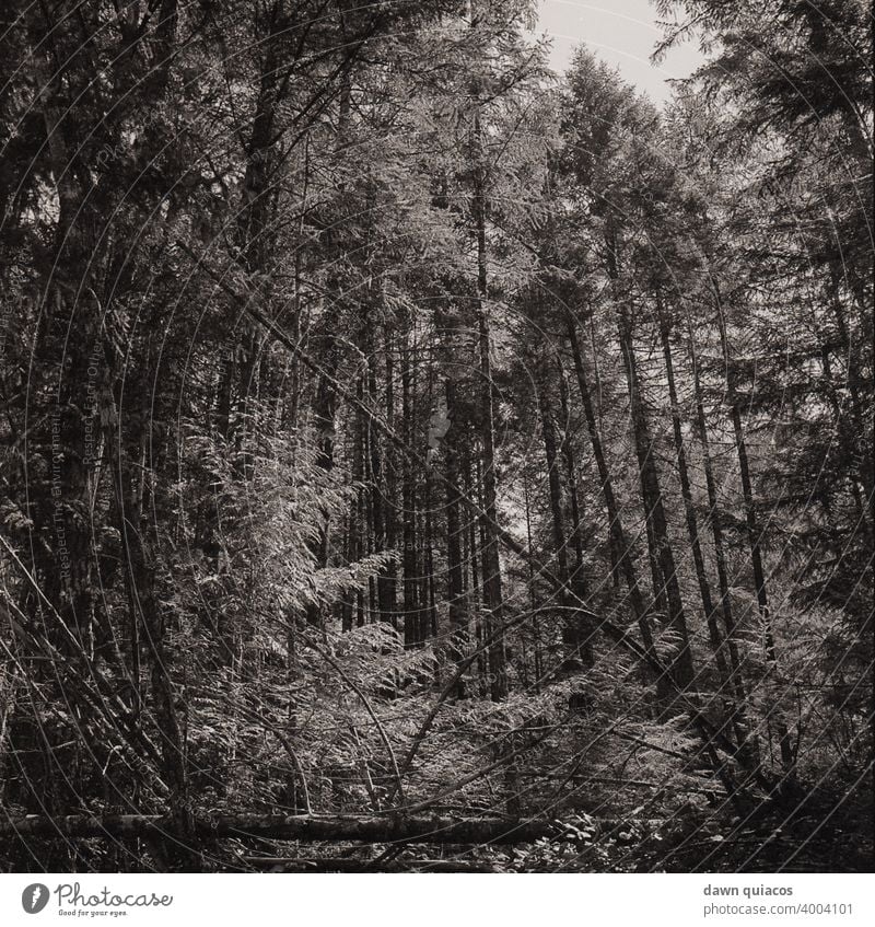 Fallen trees in a forest of tall pines create interesting shapes and odd, natural interference Nature Love of nature Experiencing nature Environment Landscape