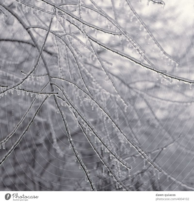 Barren tree branches covered in icicles after an ice storm Nature Love of nature Environment Landscape Exterior shot Day Deserted Central perspective Esthetic