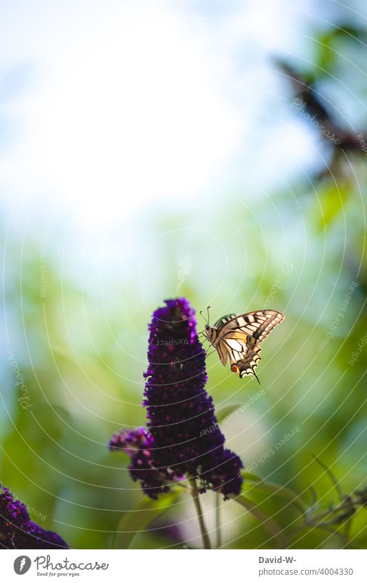 Butterfly on flowers of a butterfly bush Summer Butterfly bush Summery Delicate Animal Nature Beauty & Beauty Experiencing nature Love of nature