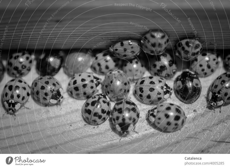 Ladybugs assembly Nature fauna Insect Animal Beetle Hemispherical beetles Flying beetles Coccinellidae Polyphaga Wood Ladybird Happy Close-up Day daylight