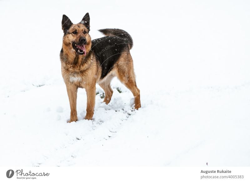 German Shepherd enjoying the snow German Shepherd Dog german shepherd doggy Puppy Puppy love cold cold weather white winter Snowfall Snowflake snowy brown