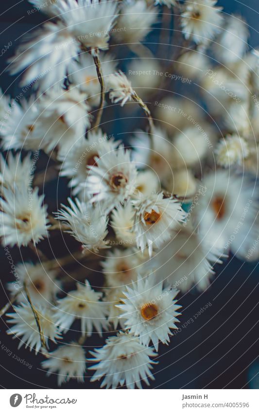 White dried flowers Close-up Dried flowers Flower naturally Table decoration white flowers natural-looking naturalness at home