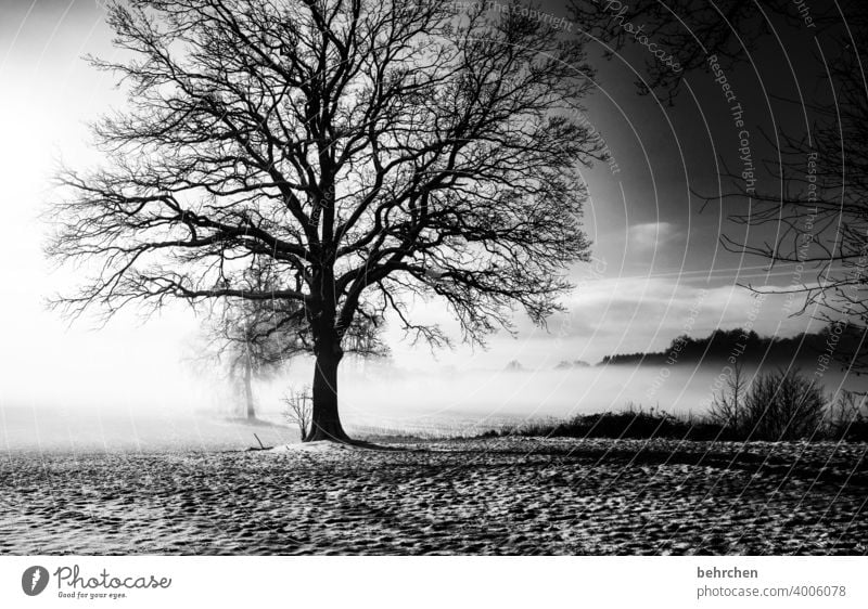 Old as a tree Sunlight Snowfall White Calm Environment Nature Meadow Frost Seasons Hoar frost Fabulous Frozen Freeze Landscape Sky chill Cold Winter Forest