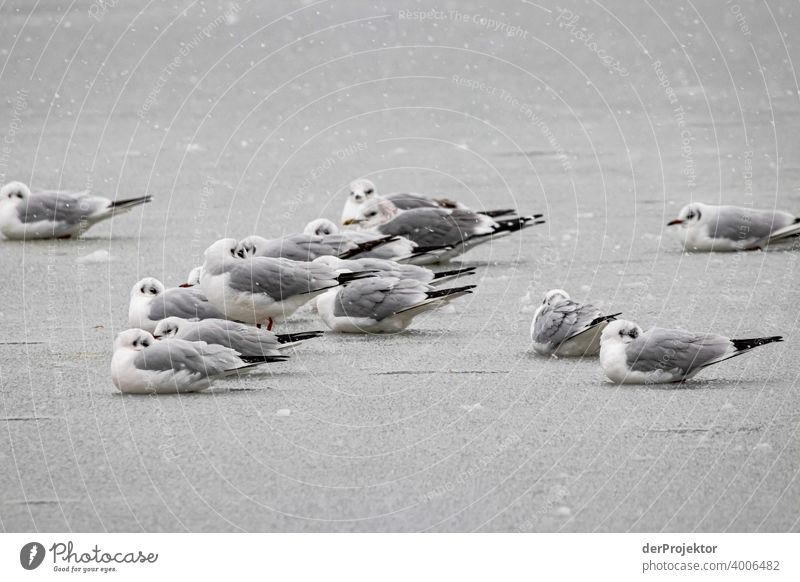 Sitting seagulls on the Landwehrkanal in Kreuzberg in Berlin Birdseed birdwatching Flock of birds Bird's-eye view Capital city Winter mood chill Ice Channel