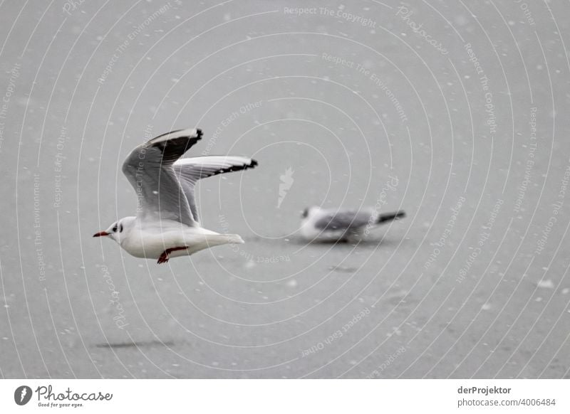 Flying and sitting seagull on the Landwehrkanal in Kreuzberg in Berlin Birdseed birdwatching Flock of birds Bird's-eye view Capital city Winter mood chill Ice