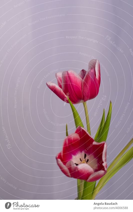 two pink and white tulips on gray background in springtime Tulip Blossom Tulip blossom Flower flowers Bouquet Spring Fragrance Odor Fresh lenz Gift Mother's Day