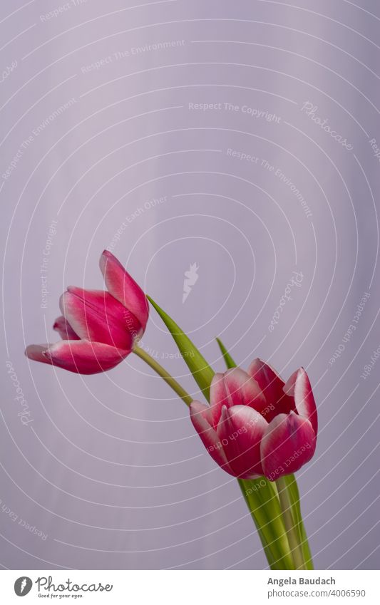 two pink and white tulips on gray background in springtime Tulip Blossom Tulip blossom Flower flowers Bouquet Spring Fragrance Odor Fresh lenz Gift Mother's Day