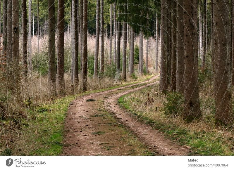 Dirt road in the forest among tall trees green dirt landscape path summer wood bright nature grass autumn leaf rural scenery season way winding sunrise fall