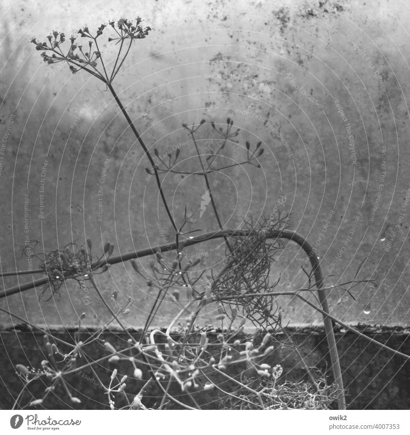 Dillingen Close-up Detail Macro (Extreme close-up) Exterior shot Deserted Structures and shapes Agricultural crop Plant Environment Dry Fragile Horticulture