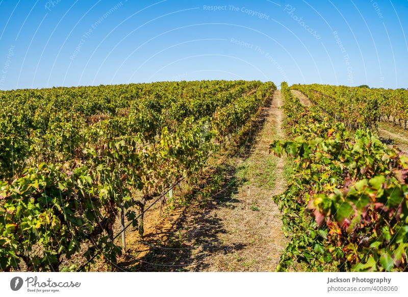 Vineyards of Alentejo during fall, Portugal vineyard viticulture grape alentejo portugal ripe many in a row day sunny agriculture rota dos vinhos wine route