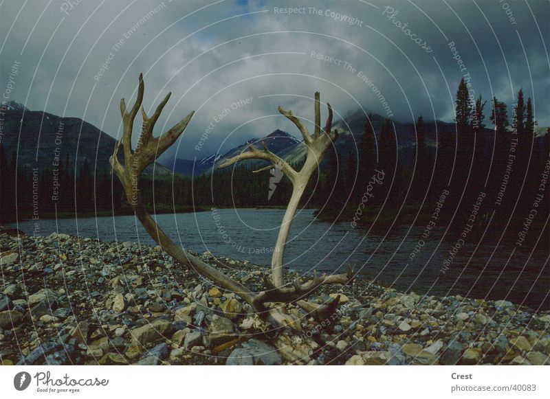 Antlers at the river Elk Dark Bad weather Canada River Clouds