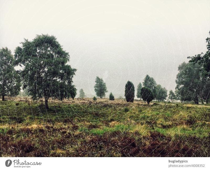 Heath in the mist Heathland Luneburg Heath Clouds Fog Green heather trees Gloomy Autumnal Weather Bad weather Landscape Nature Drizzle Dark Loneliness Lonely