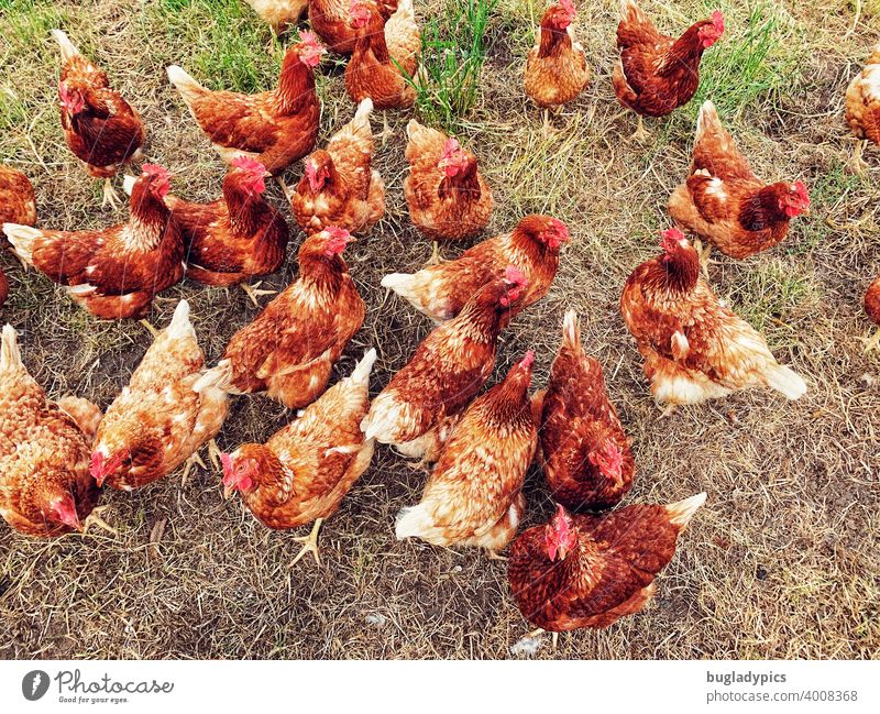 Wild free-range chicken flock fowls Gamefowl birds Flock Lawn Meadow Enclosure Bird Animal Farm animals livestock farming Grass Agriculture Keeping of animals