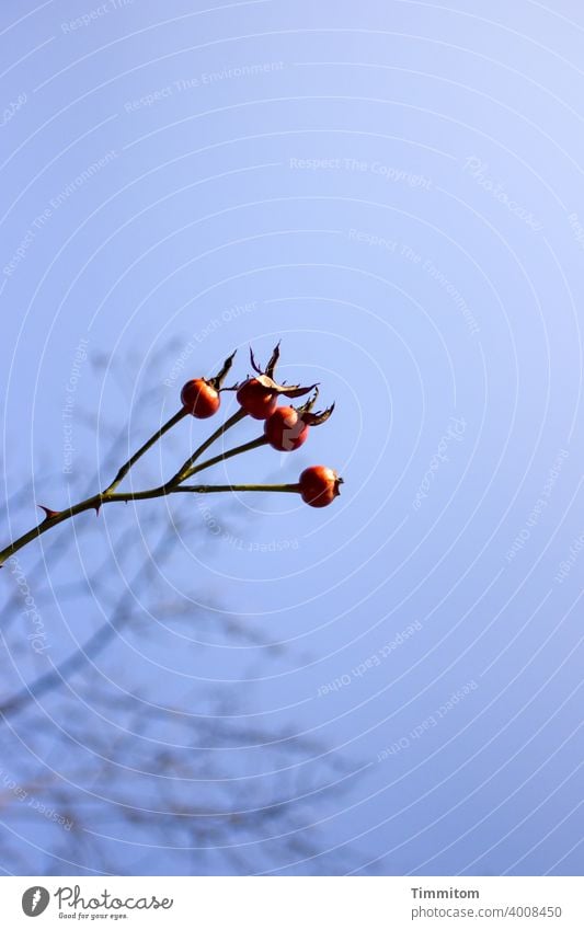 Rose hips stretch towards the warming sun Sky Warmth Sunlight Red Blue thorns Twigs and branches