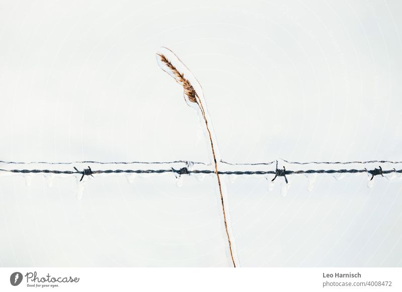 Ice covered ear of corn crossed by ice covered barbed wire fence Cold Water Snow Frost Winter Frozen Blue Hoar frost Icicle Freeze Ice crystal Nature