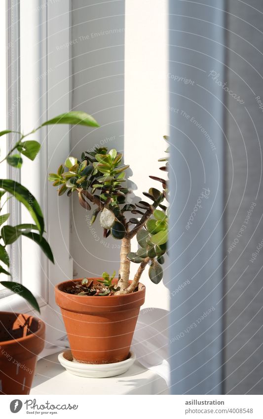 Plant on the windowsill money tree Pot plant Foliage plant Colour photo Houseplant Flat (apartment) Drape Window board Flowerpot Green Light Shadow Curtain Day