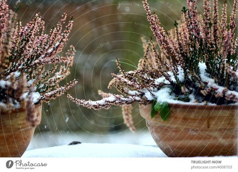 Budding heather, calluna vulgaris, winter heather stands in terracotta planters and still bears its pale pink flowers of autumn quite unimpressed by the bright white snow on its branches.