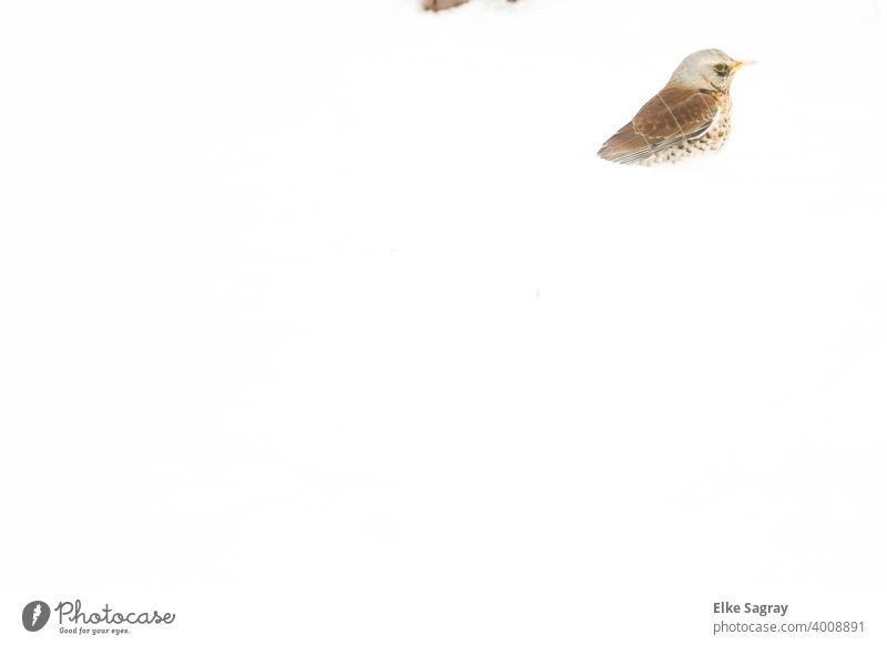 Waxwing Thrush Engulfed In The Snow... Bird Nature Exterior shot Winter Colour photo Feather White Beak Neck Eyes Cold