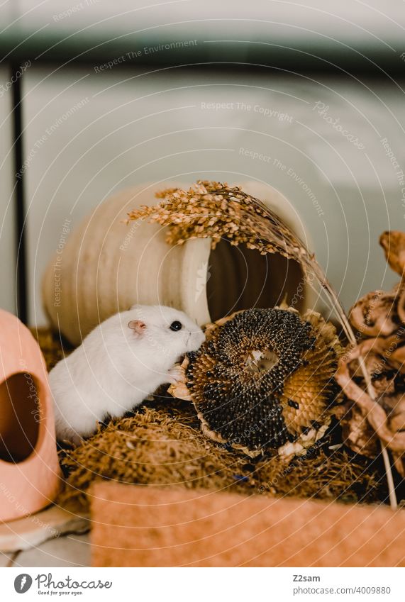 hamsters Hamster Pet rodent Eating Enclosure White Small Cute Pelt Rodent Animal portrait Shallow depth of field