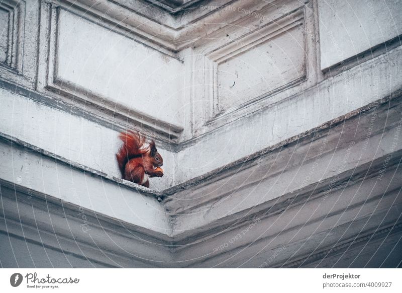 Squirrel with nut in winter at the bay window of an old building Natural event Miracle of Nature nature conservation Winter mood Esthetic Uniqueness Exceptional