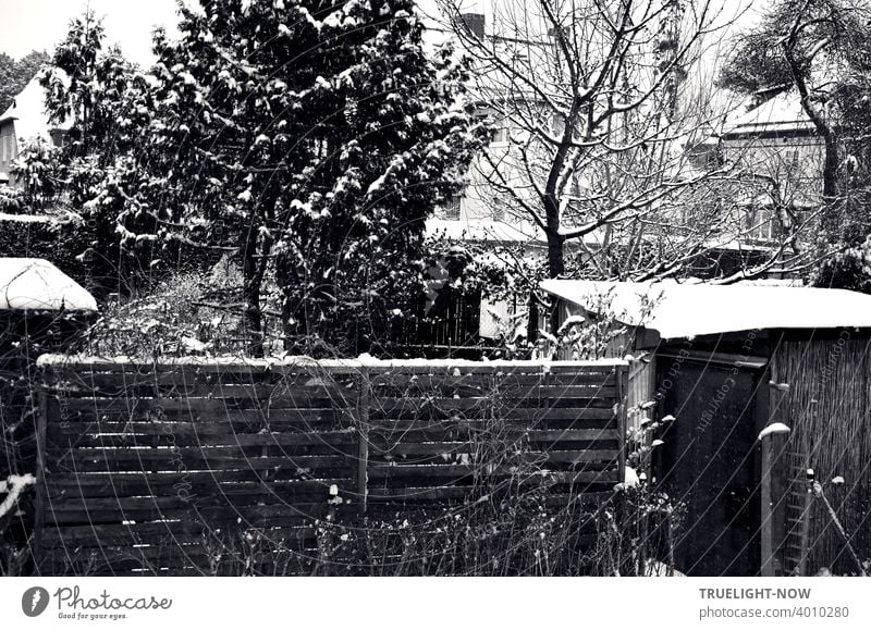 Fine traces of snow in a densely packed suburban garden scene with wooden fence, privacy screen, wooden huts, various fruit and coniferous trees, hedges, pale silhouettes of houses in the background