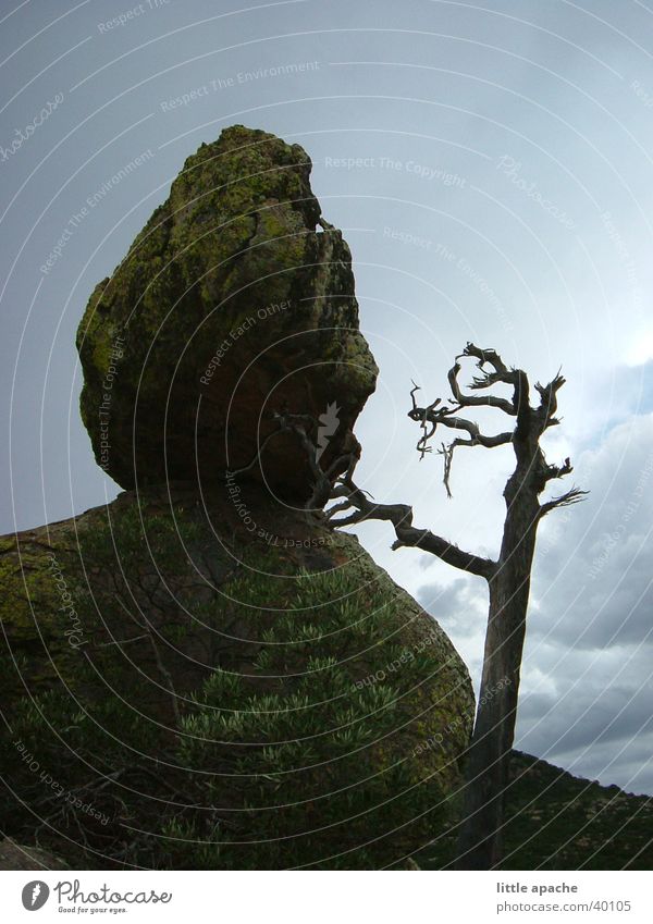 Chiricahua National Monument Tree Things Arizona Rain Western Native Americans Ranger Mountain Rock Branch Stone Thunder and lightning Sky USA Evening