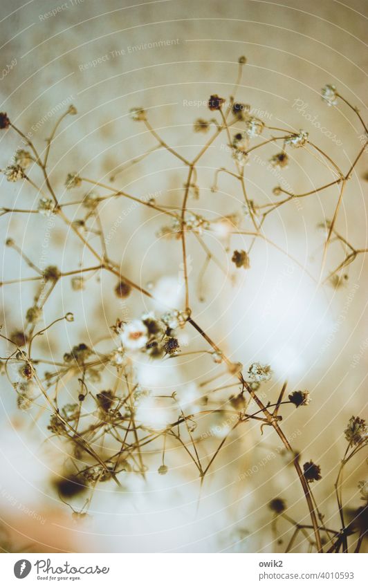 Deliquescent Nature Colour photo Deep depth of field Bizarre dry shrub Deserted Autumn Close-up Boundary Delicate Line To dry up Copy Space left