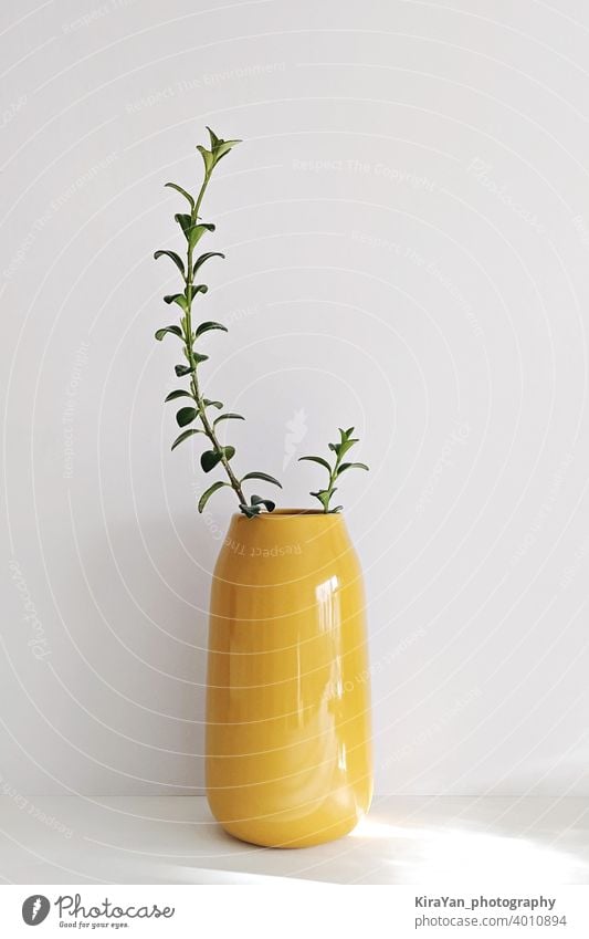 Modern Illuminating yellow vase with plant on white wall still life minimal style glass vase nobody shadow interior light leak modern style illuminating yellow