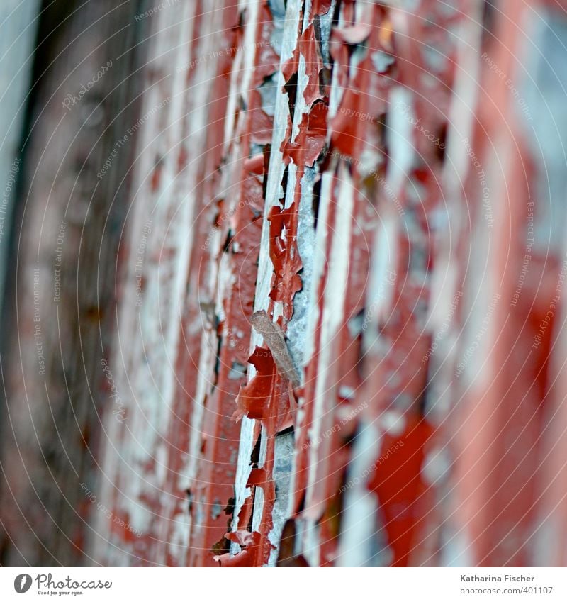 "Foliage." Wall (barrier) Wall (building) Facade Door Metal Steel Rust Blue Brown Gray Red Black Silver Flake off Old Derelict Decline Cladding Varnish