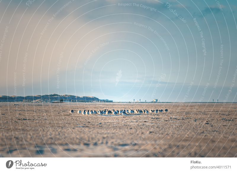 Birds are crowded on the beach in winter birds Winter Beach coast Ocean Seagull Water Sand Animal Nature Sky Exterior shot Vacation & Travel Day Environment