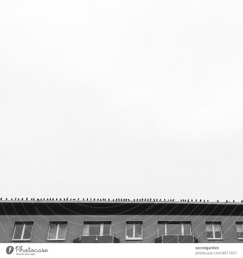 In wait, on the wall..... roof edge pigeons birds Minimalistic Sky Bird Architecture House (Residential Structure) Apartment Building Exterior shot Flying