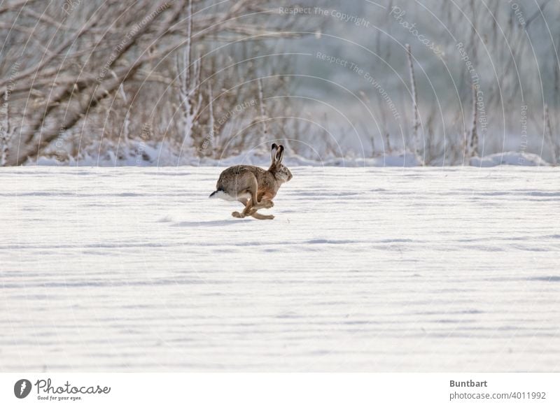 Galloping hare rabbit Mammal small animal Walking Running Snow Field acre Winter Flee swift Animal Exterior shot Nature Colour photo Deserted Wild animal