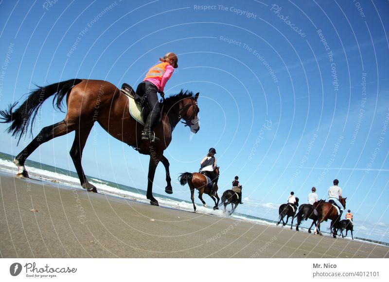 Horseback ride on the beach Ride Adventure Summer Beach Ocean Landscape Nature Environment Equestrian sports Summer vacation Trip Racehorse of the Year