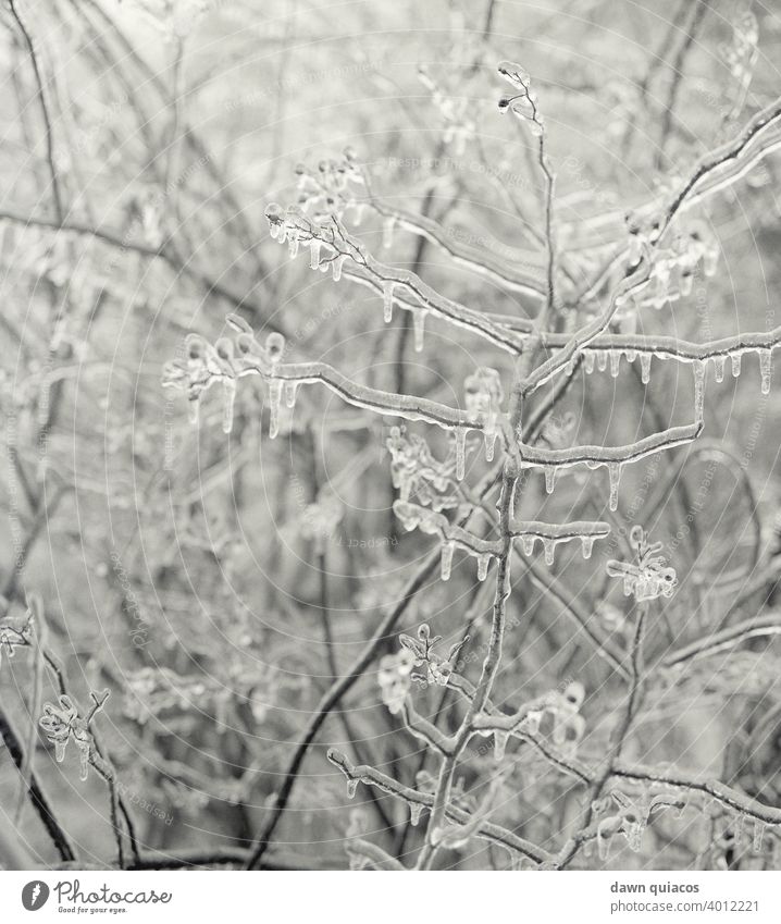 Barren tree branches covered in icicles after an ice storm Nature Experiencing nature Environment Landscape Exterior shot Day Deserted Central perspective