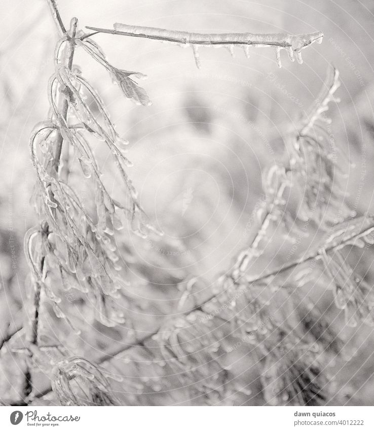 Tree branches and leaves covered in icicles after an ice storm Nature Experiencing nature Environment Landscape Exterior shot Day Deserted Central perspective