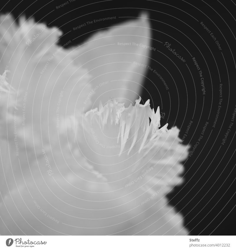 Serrated tulip fimbriated tulip Crispa Tulip Tulip blossom jagged Prongs fringed differently conspicuous White tulip crisply cut flower Ornamental flower