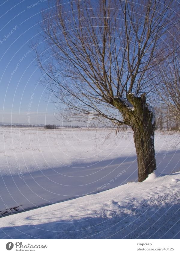 alone tree Winter Snow Sun