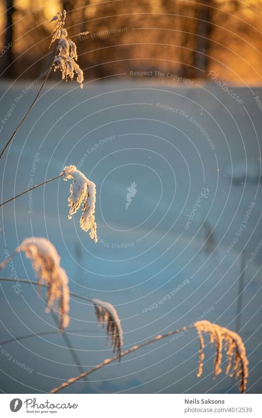 hoarfrost on reeds. Golden sunrise in deep winter. sunset over river in Latvia, Europe. February in North Europe, winter minimalism in yellow and blueish