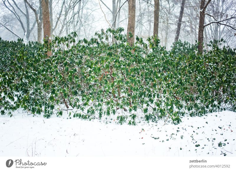 Rhododendron in winter / in the Great Tiergarten Evening Tree Berlin Germany Twilight Ice Closing time Capital city Cold Deserted Middle Virgin snow Park Snow