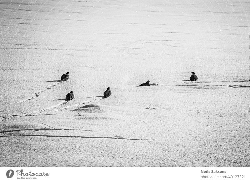 Group of wild grey partridges seeking food and hiding in winter field animal animals background bird birds border bright brown cold cute environment exotic